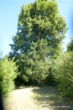 # Romantisches Anwesen mit Traumgrundstück - perfekt für Kinder und Tiere! - Gartengrundstück mit Linde